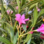 Leandru (Nerium Olander) 2pp - primjerci XL