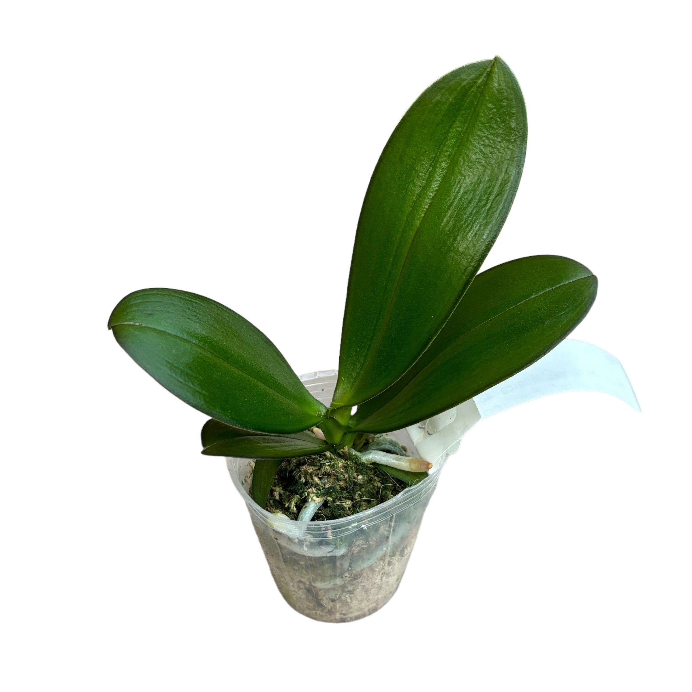 Phalaenopsis Chiada Monica '438'