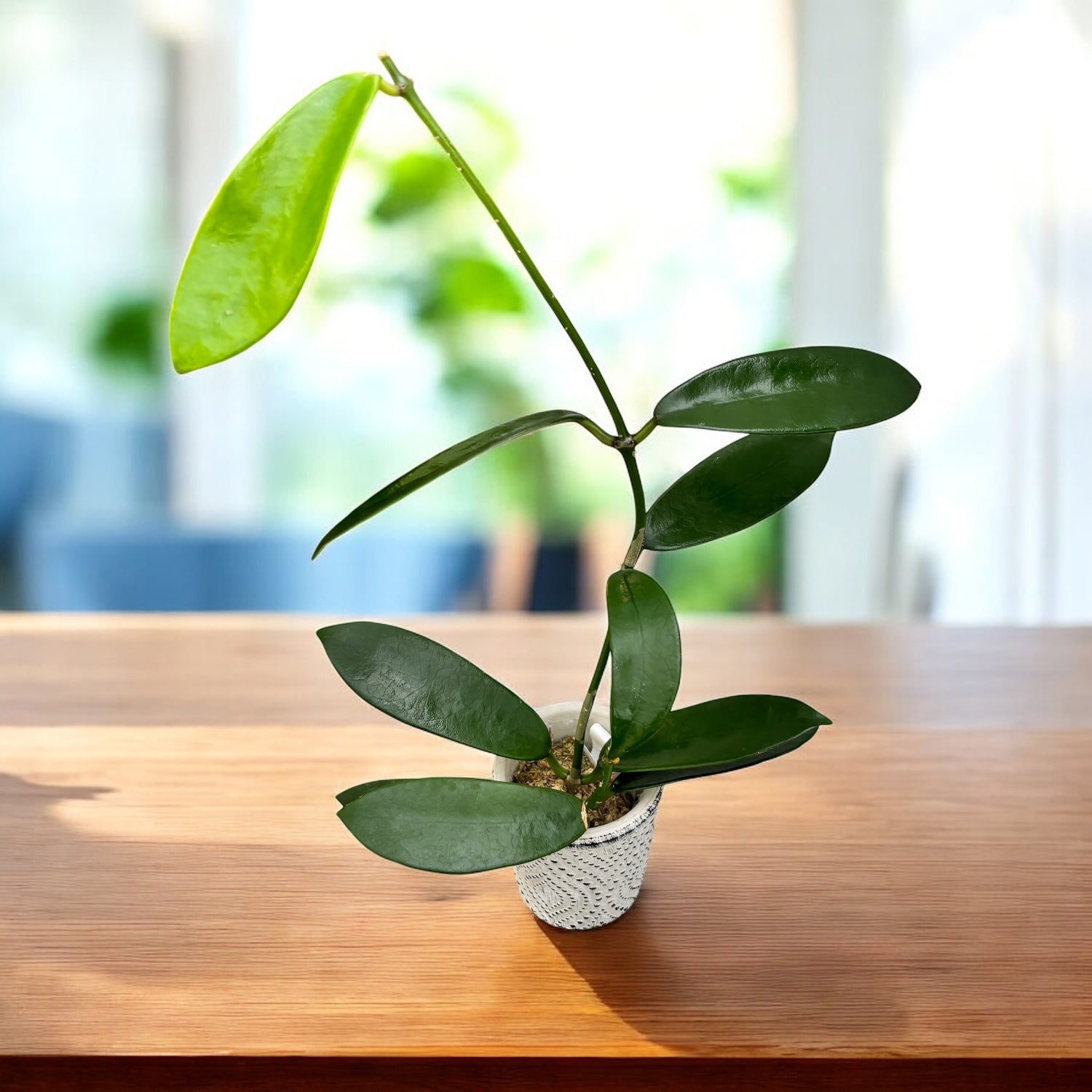 Hoya meliflua - flori parfumate (parfum de ciocolata)