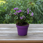 Polygala myrtifolia - poligala