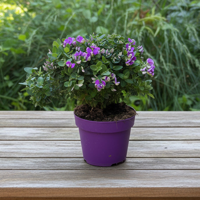 Polygala myrtifolia - poligala