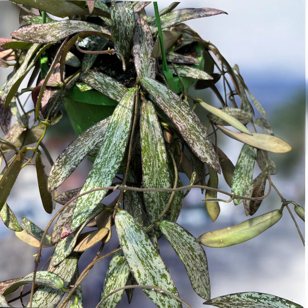 Hoya sigillatis - exemplare mari, liane lungi!