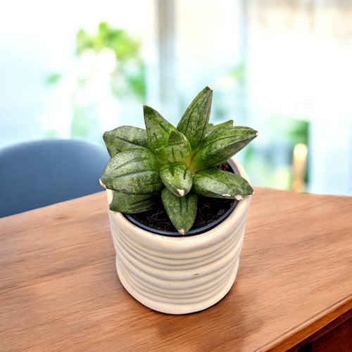 sansevieria crown Sansevieria 'Pyramid Crown' – forma compacta si arhitecturala, perfect –  Secret Garden Plant Shop