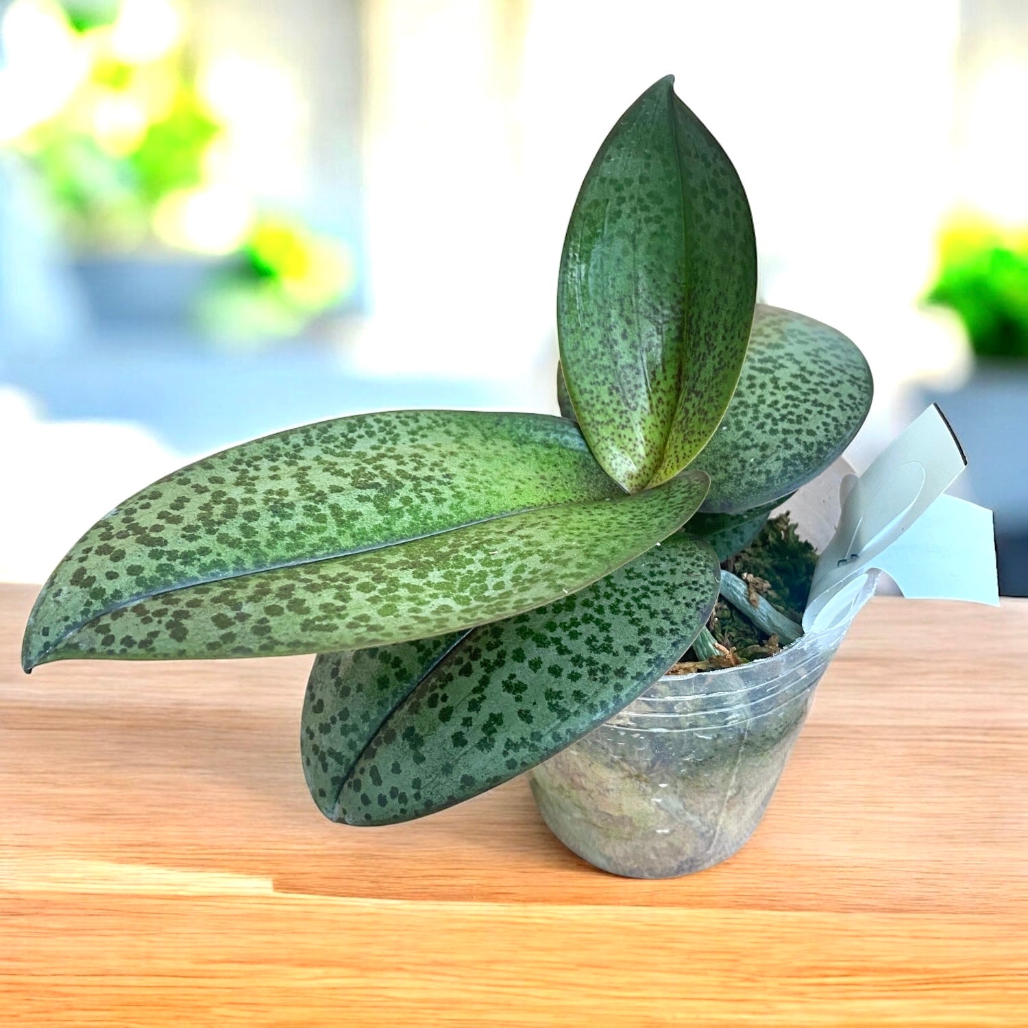 Phalaenopsis Pinlong Cheris (Rothschildiana x Timothy Christopher)