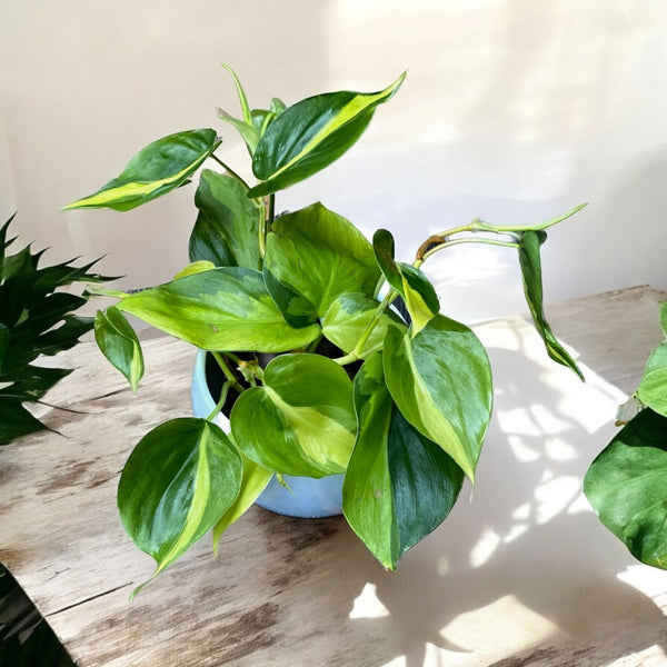 Philodendron scandens 'Brasil' (3-5 plants/pot)