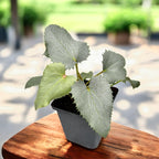 Helleborus argutifolius ‘Silver Lace’ - ezüstös lombú és zöld virágú hunyor