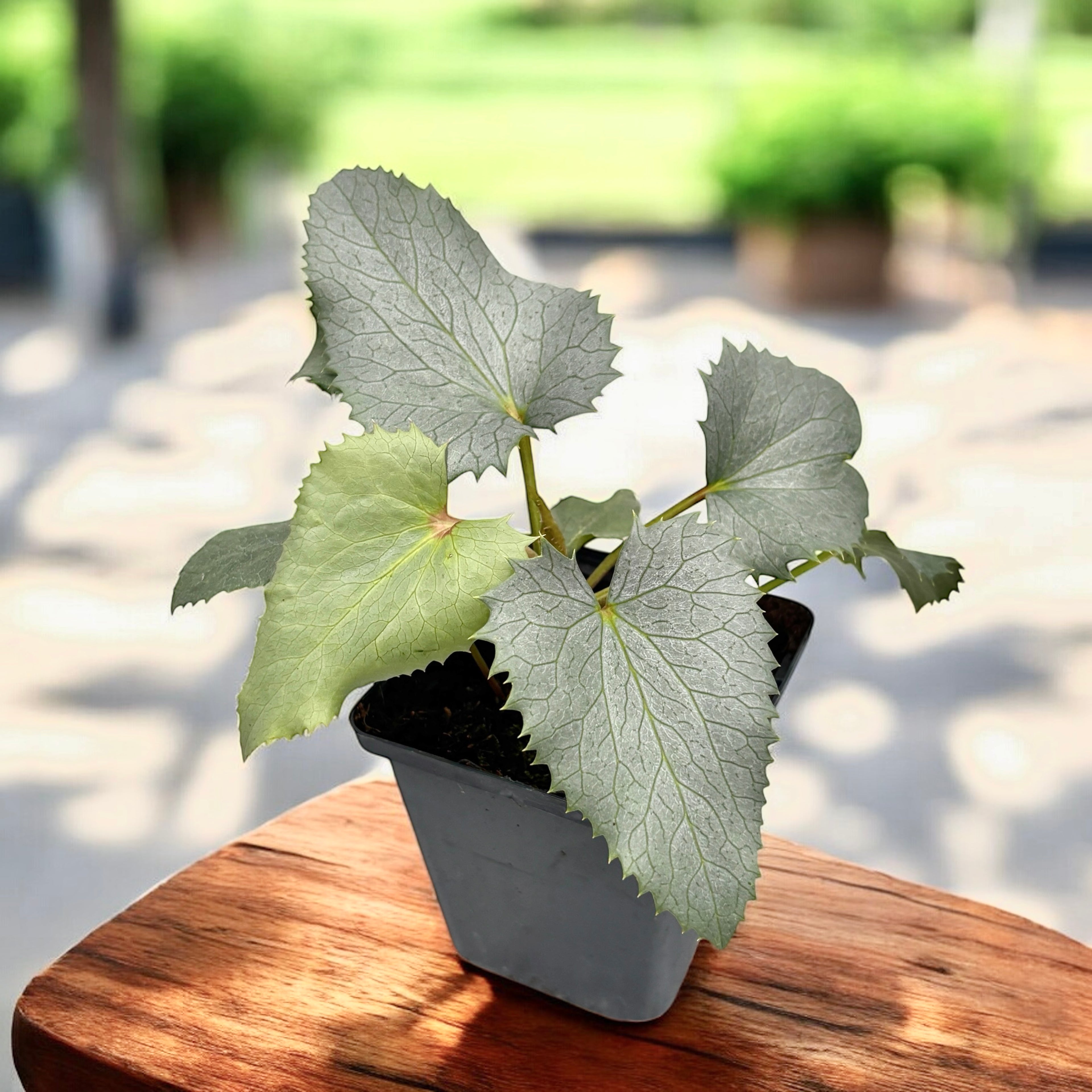 Helleborus argutifolius ‘Silver Lace’ - spanz cu frunzis argintiu si flori verzi