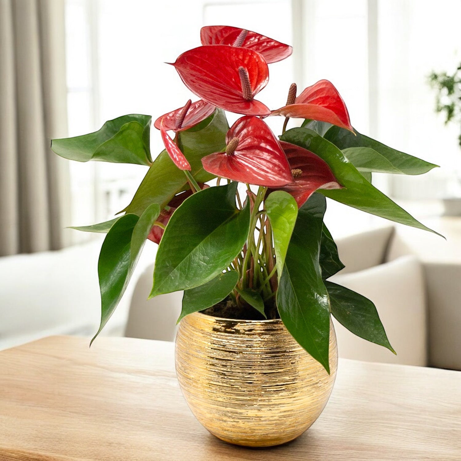Anthurium Picanta Red, cu masca deco si sistem autoirigare, ingrijire usoara
