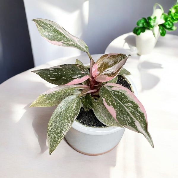 Philodendron 'Pink Princess Marble' (Babypflanze)