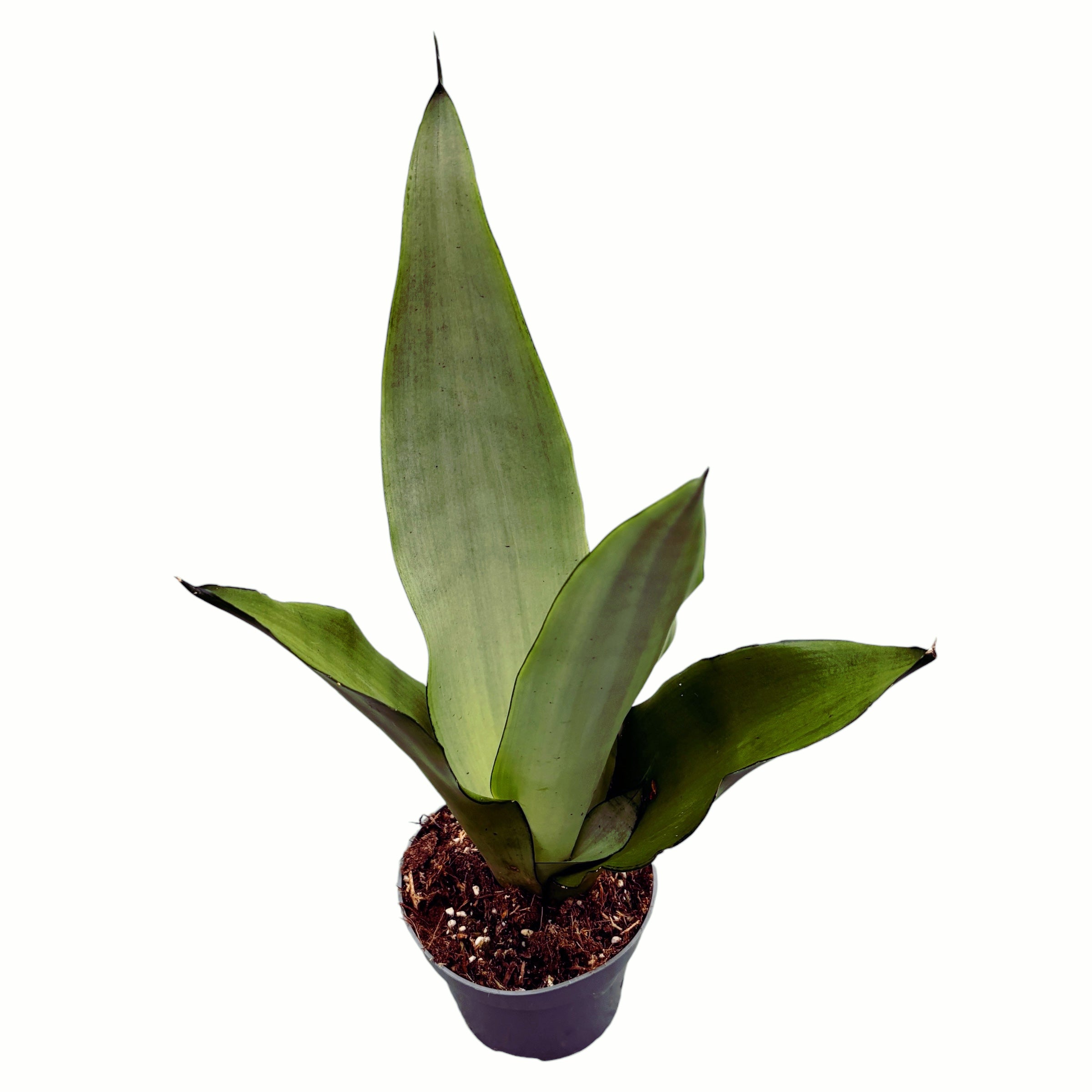 Sansevieria trifasciata 'Moonshine' 1pp
