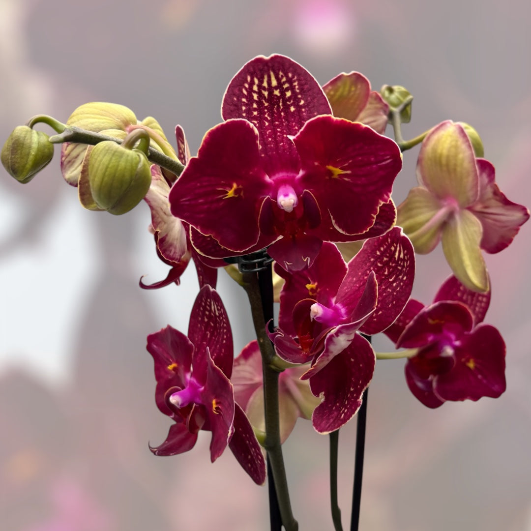 Phalaenopsis I-Hsin Claire '(Peloric - Butterfly)