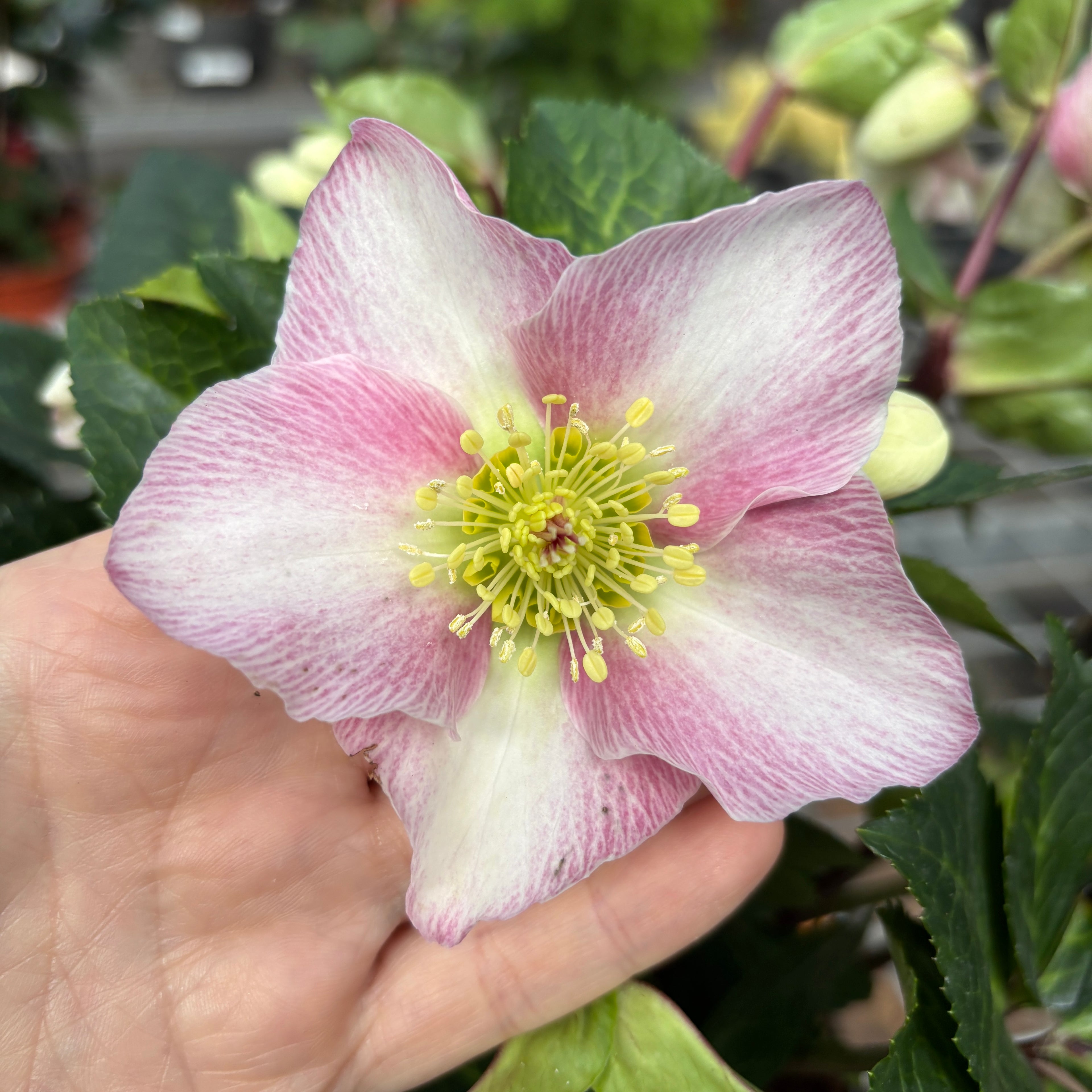 Helleborus Spring Princess (spanz de iarna) - flori XL