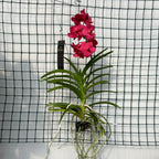 Vanda Magic Red (Ansu)