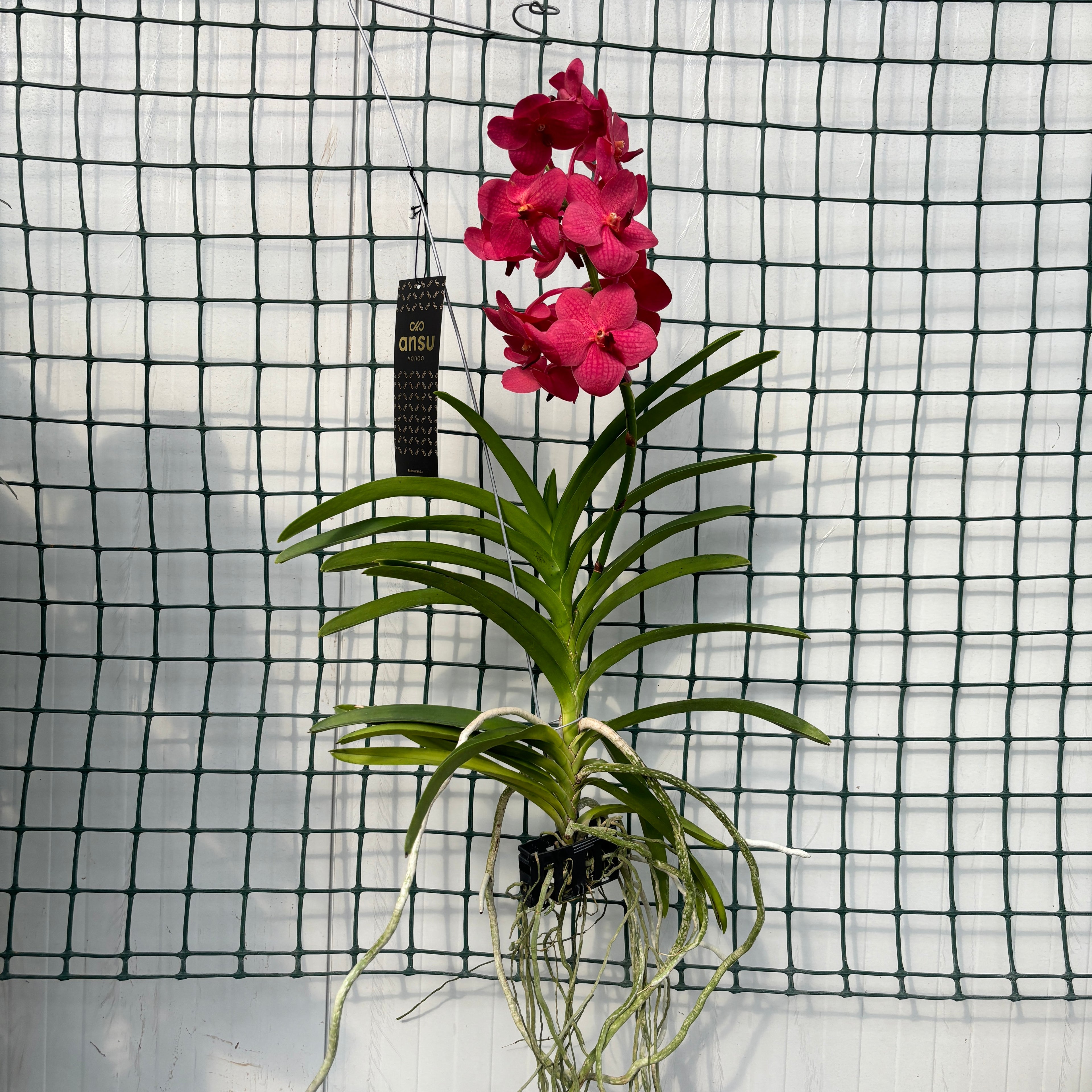 Vanda Magic Red (Ansu)