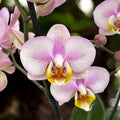 Phalaenopsis Carola (frunze marmorate)