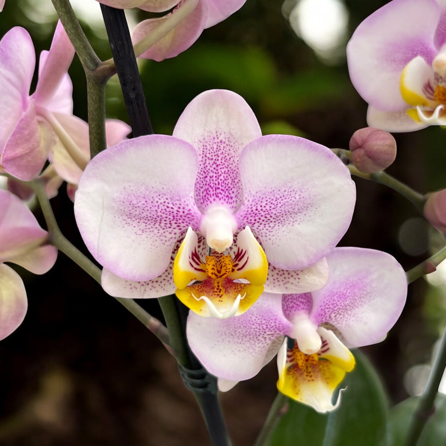 Phalaenopsis Carola (frunze marmorate)