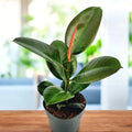 Ficus elastica ‘Robusta’ (Gumovník 'Robusta')