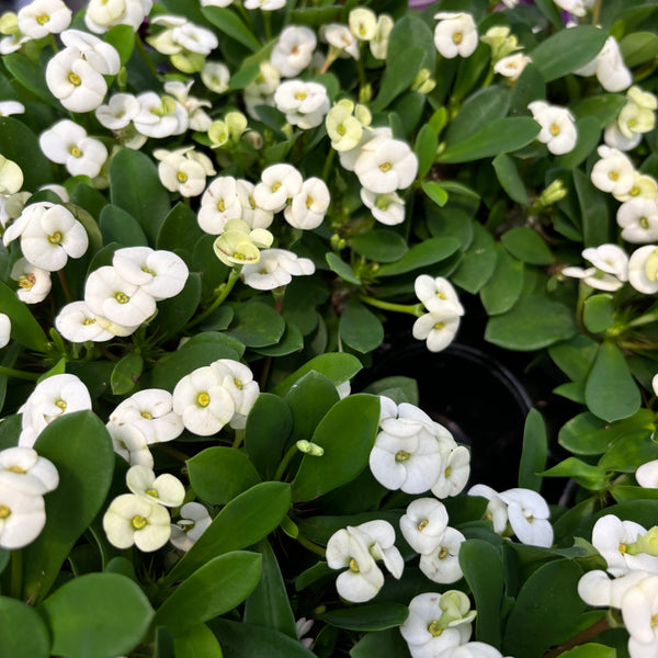 Euphorbia Milii White * babyplant (Coroana lui Isus alba)
