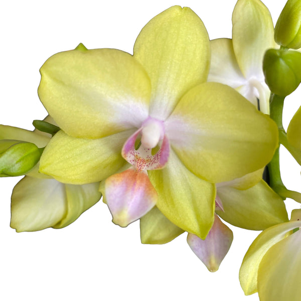 Phalaenopsis Yellow Miracle (Suzy) fragrant