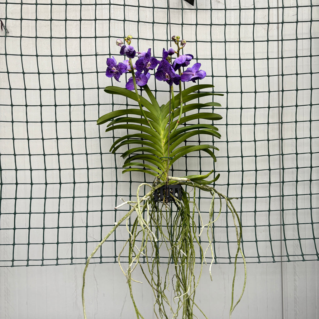 Vanda Tweed Blue (ANSU)
