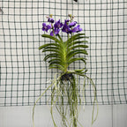 Vanda Tweed Bleu (ANSU)