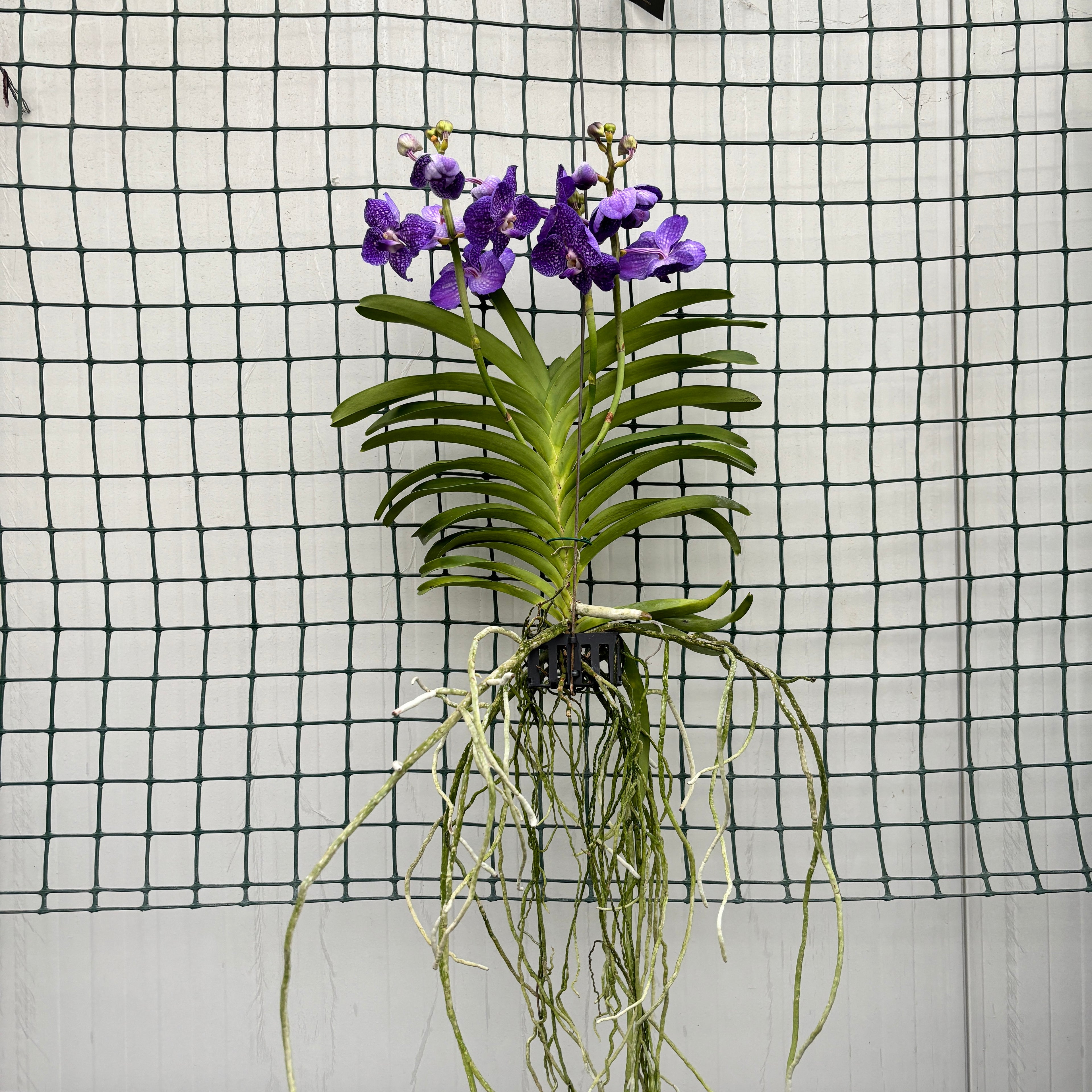 Vanda Tweed Blau (ANSU)