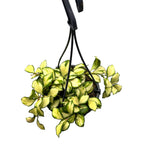 Hoya heuschkeliana 'Variegata'