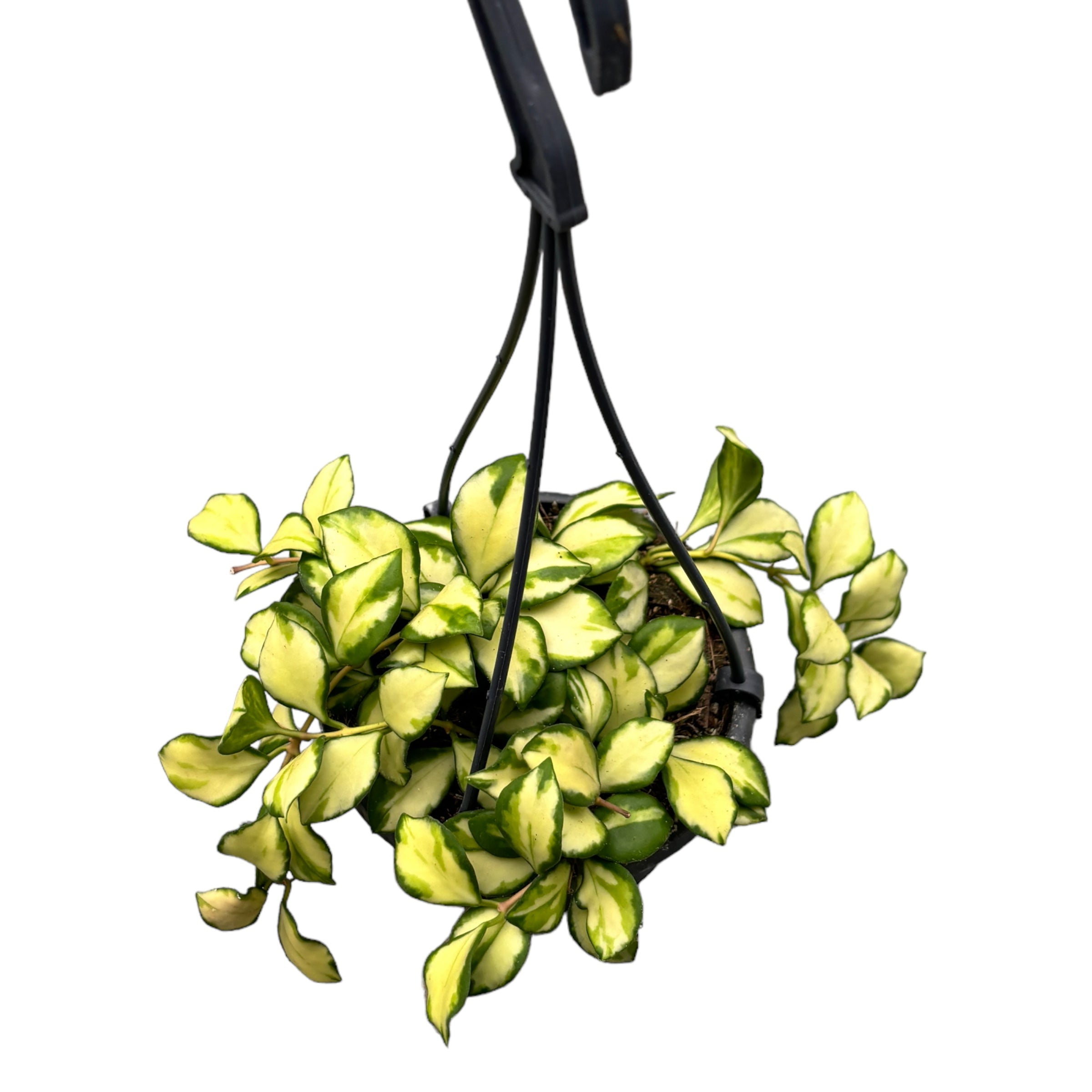 Hoya heuschkeliana 'Variegata'