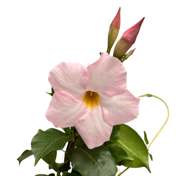 Mandevilla Cream Pink - Dipladenia (scented flowers)