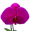 Phalaenopsis Singolo Shima - kwiat XXL