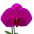 Phalaenopsis Singolo Shima - kwiat XXL