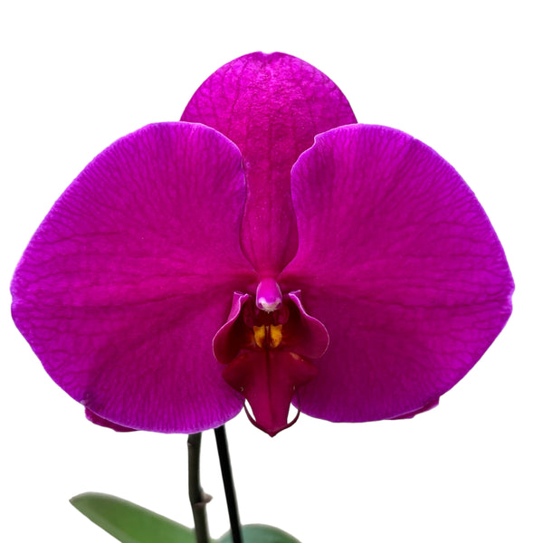 Phalaenopsis Singolo Purple - floarea XXL