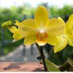 Phalaenopsis Anthura Albenga (miniatura)