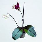 Phalaenopsis Salu's Fragrancy (черни листа) ароматни цветя