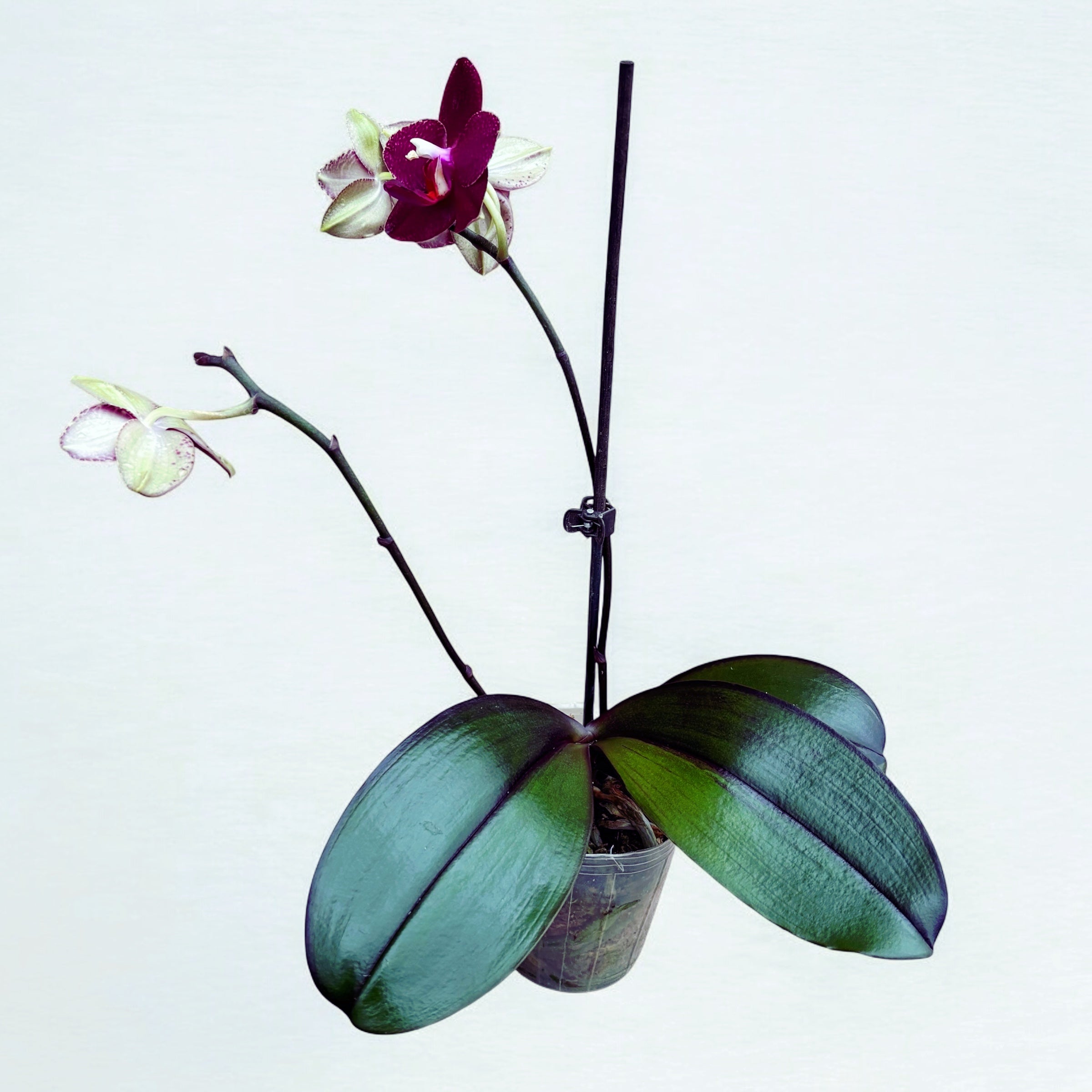 Phalaenopsis Salu's Fragrancy (Black Leaves) fragrant flowers