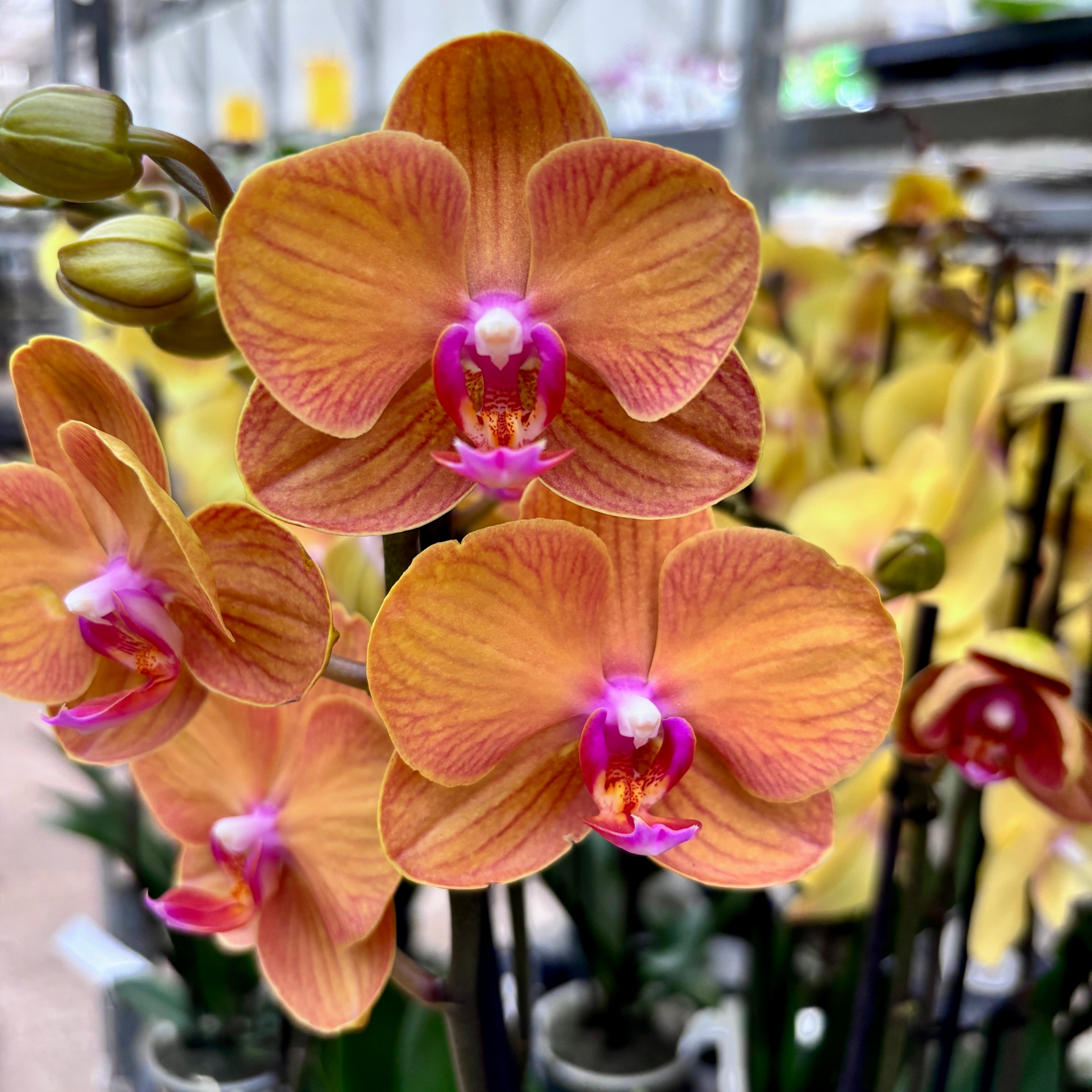 Phalaenopsis Anthura Bologna