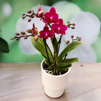 Phalaenopsis Chamonix