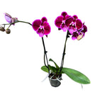 Phalaenopsis Balbina big lip (large flowers 9 cm)