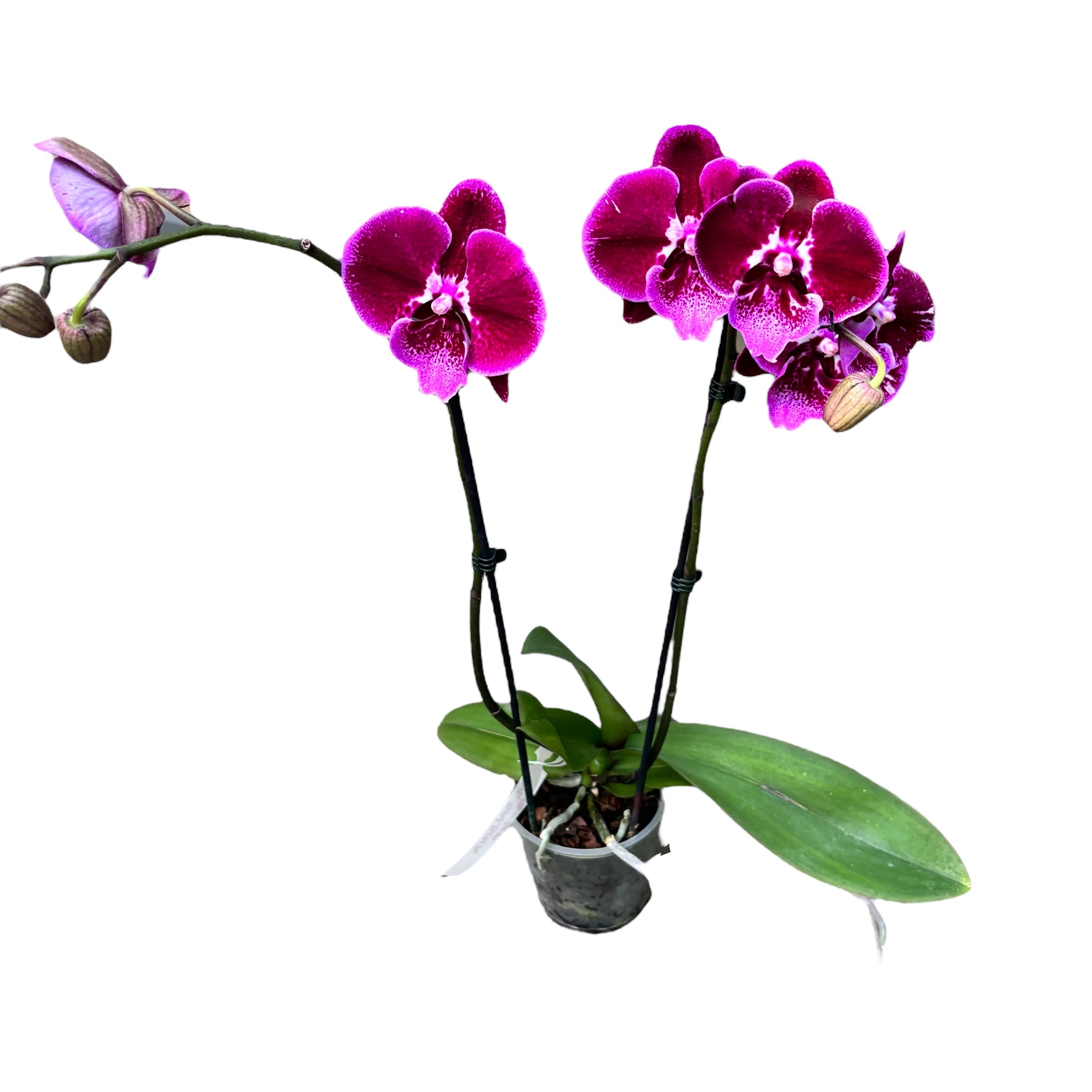 Phalaenopsis Balbina big lip (large flowers 9 cm)