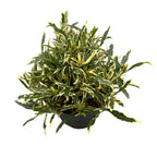 Gardenia Jasminoides 'Golden Crown' (tarka, kertben is ellenálló)