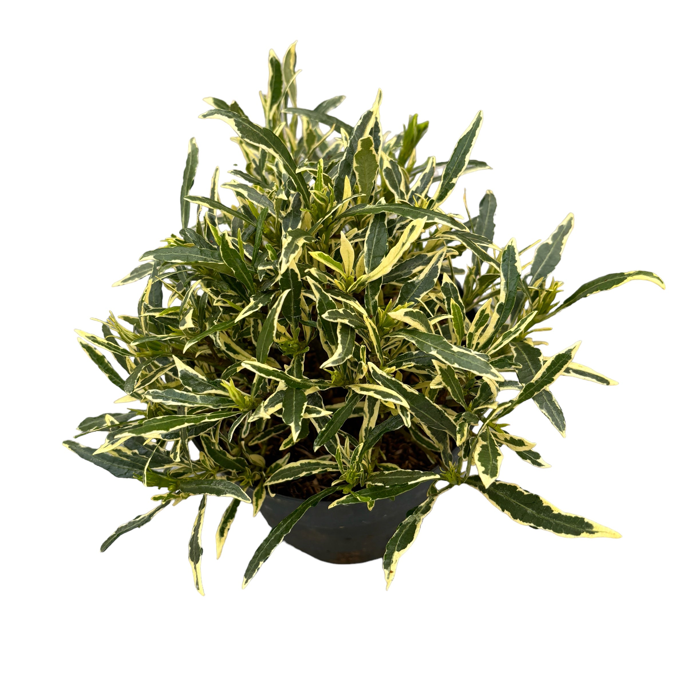 Gardenia Jasminoides 'Golden Crown' (variegata, rezista si in gradina)