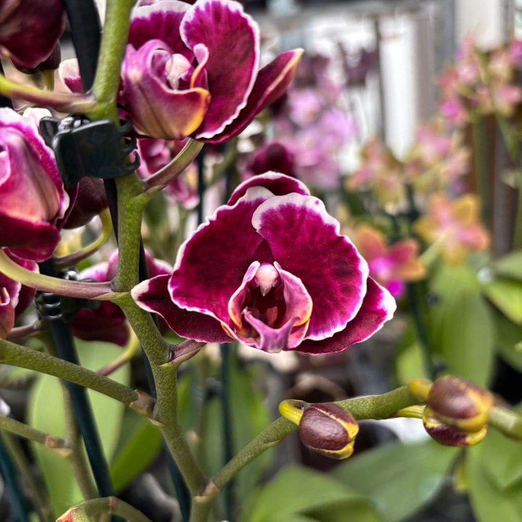 Phalaenopsis Miki Brownie