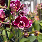 Phalaenopsis Miki Brownie