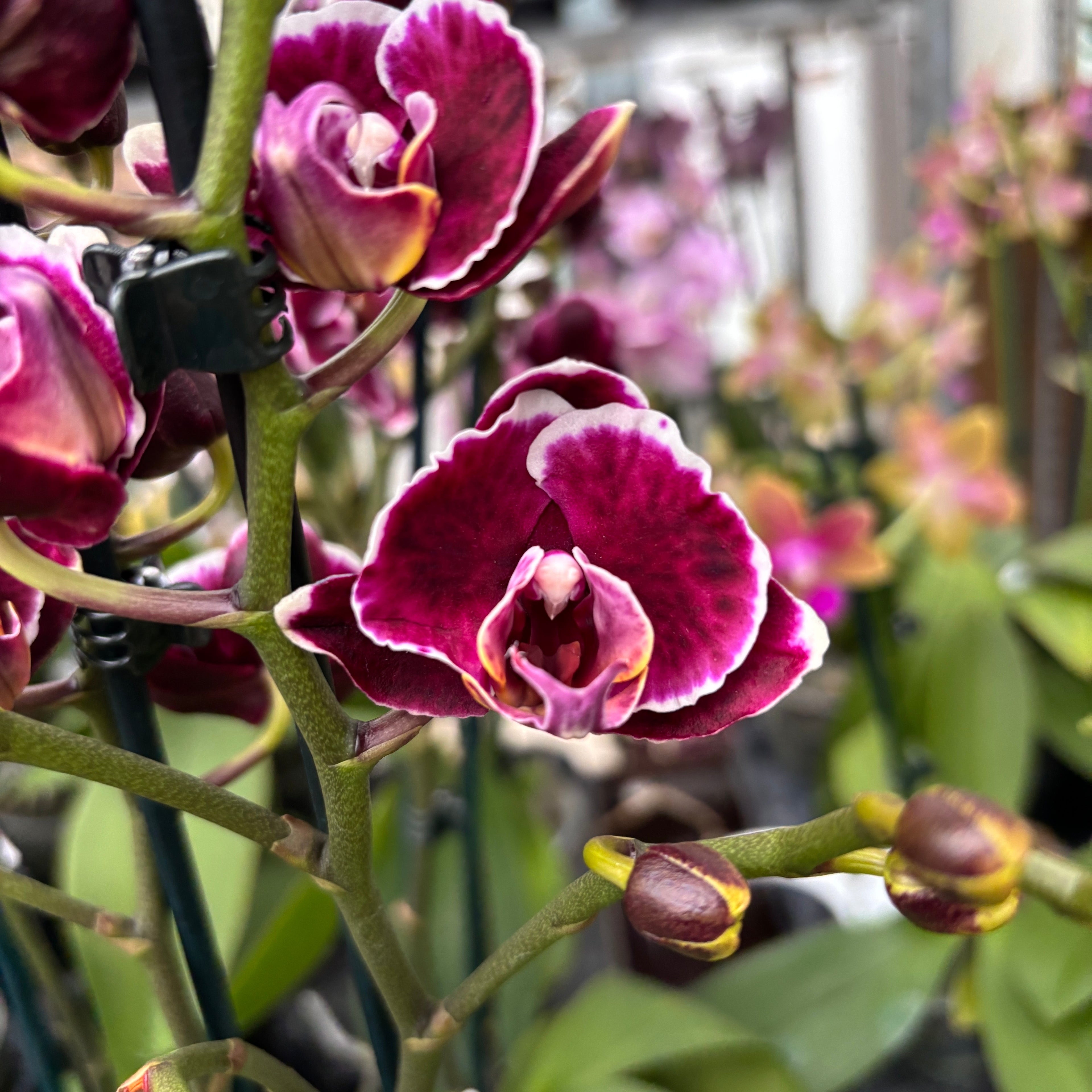 Phalaenopsis Miki Brownie