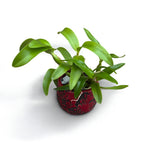 Caulocattleya Chantilly Lace 'Twinkle' voňavá