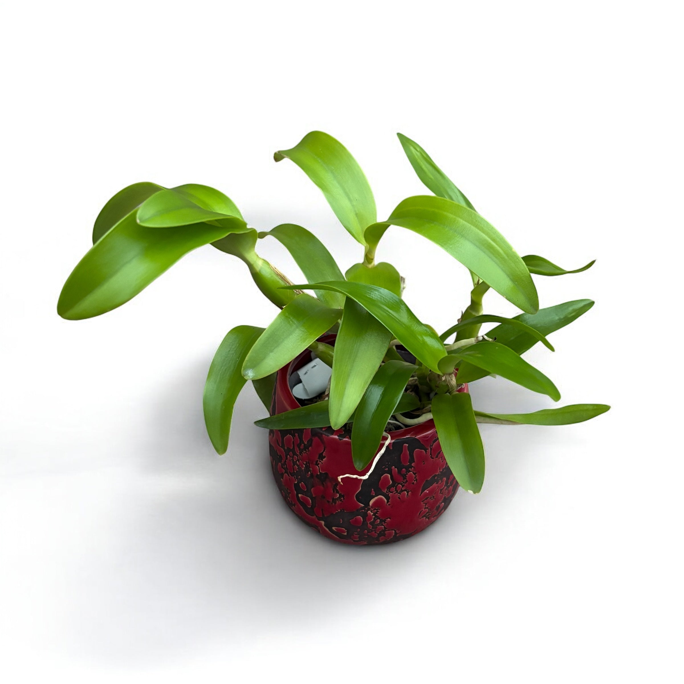 Caulocattleya Chantilly Lace 'Twinkle' voňavá