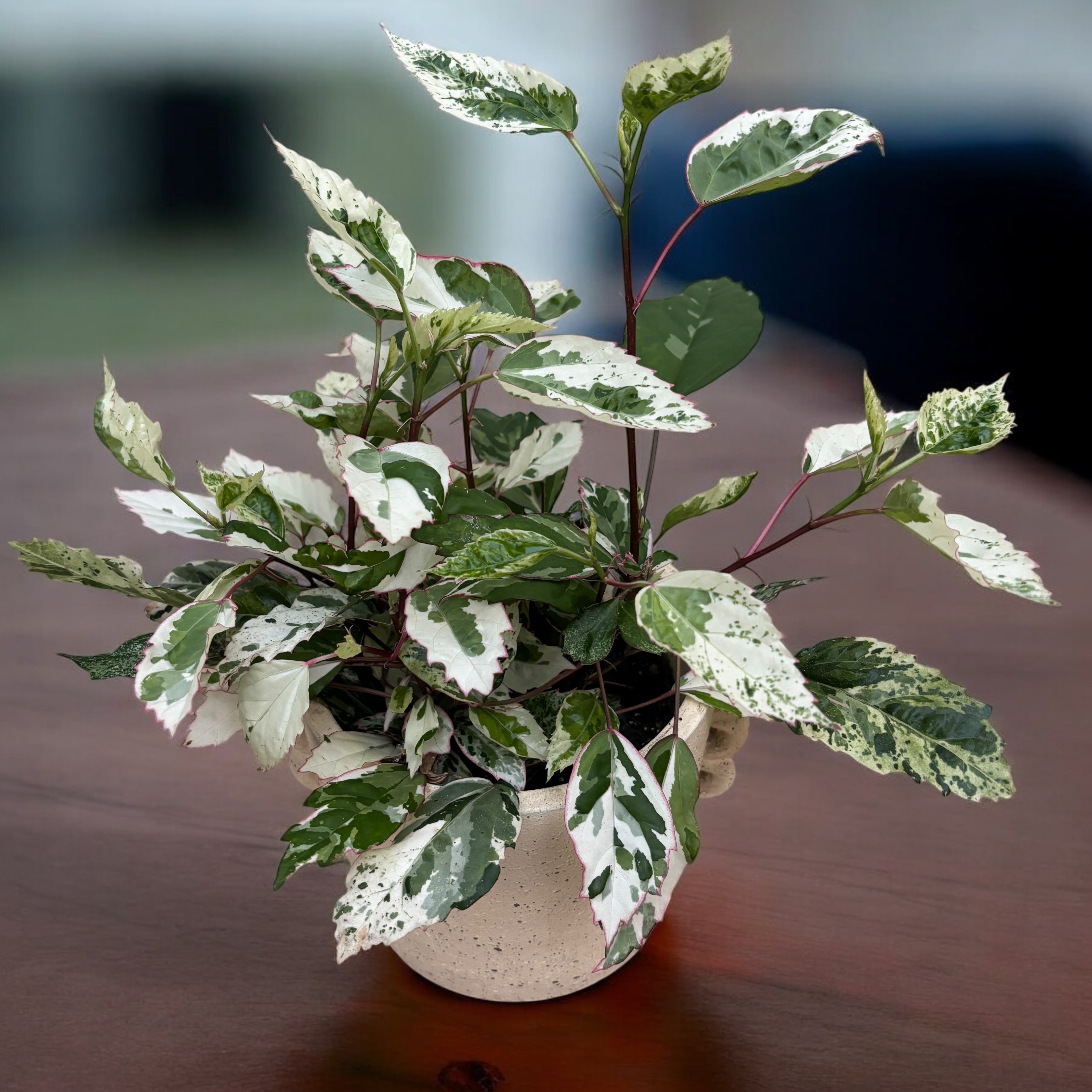 Hibiscus variegat rosa-sinensis var. cooperi 'Snowflake', 'Snow