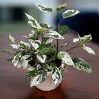 Hibiskus variegat rosa-sinensis var. cooperi 'Snowflake', 'Snow Queen' (2 Pflanzen/Topf)