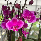 Phalaenopsis Queen Beer Splash