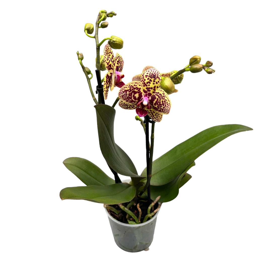 Phalaenopsis Borneo (Ghanna